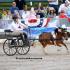 GCHS Carriage Scurry Races